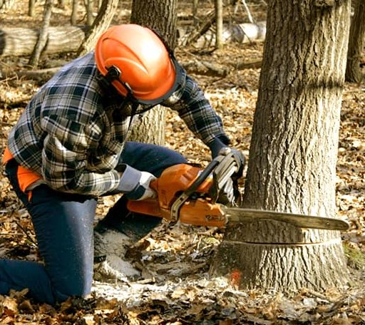 Tree Removal in Jackson Center, OH